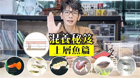 易養魚|【易養魚】新手入門必看！5款懶人必備超好養的觀賞魚 – 每日新。